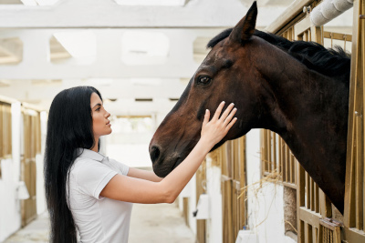 dentiste pour chevaux